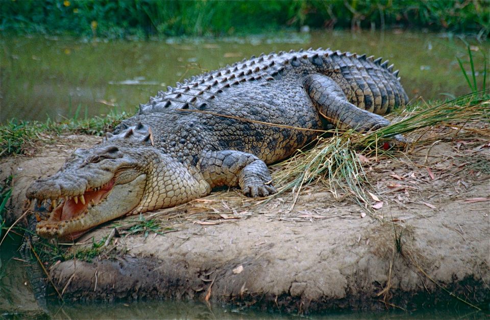 Saltwater Crocodile in Kakadu National Park