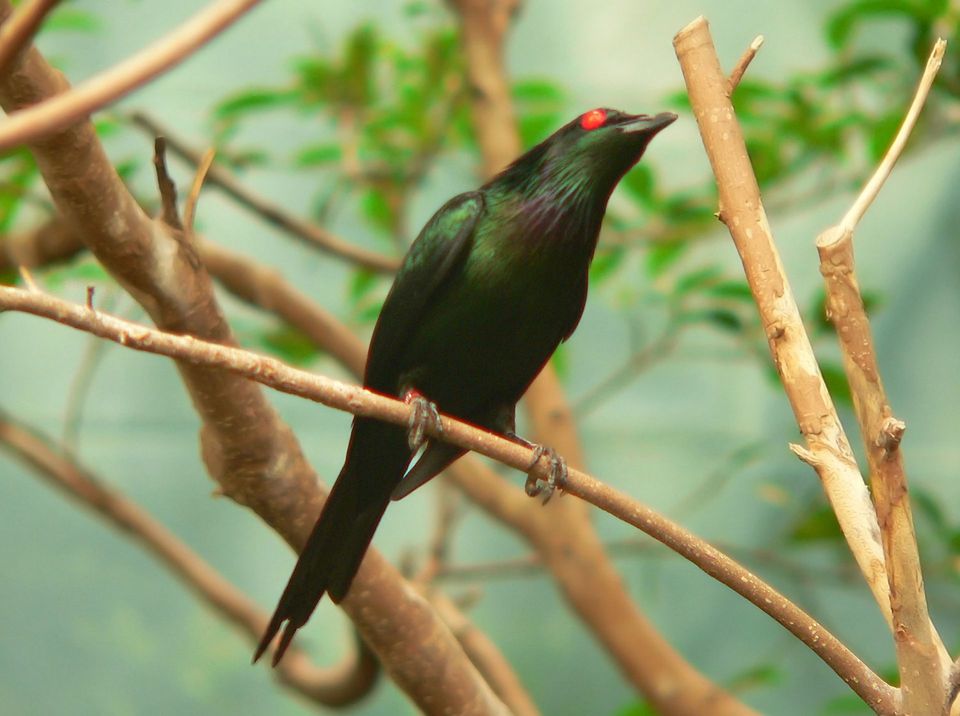 Samoan Starling in American Samoa National Park