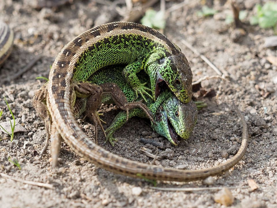 Sand Lizard wildlife guide for Berchtesgaden National Park