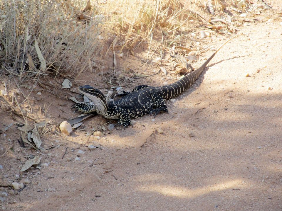 Sand Monitor wildlife guide for Uluru-Kata Tjuta National Park