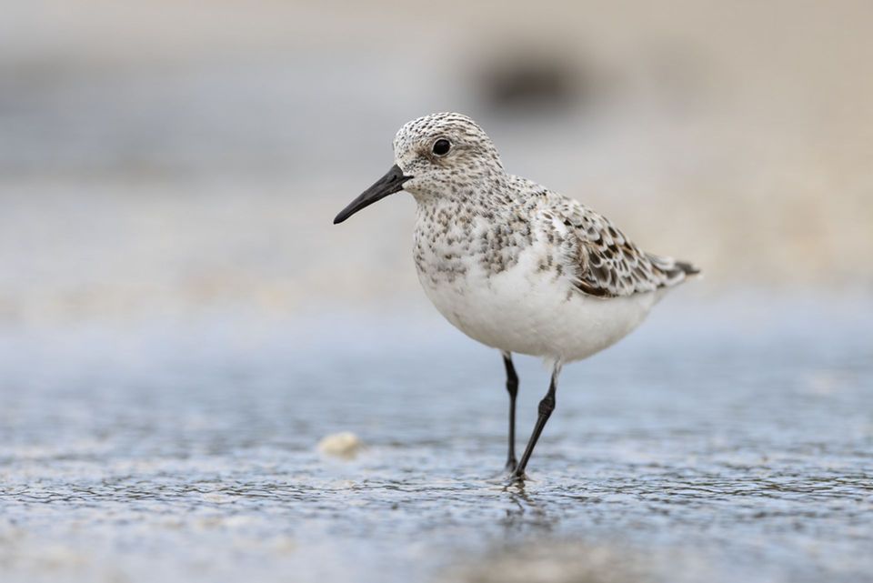 Sanderling wildlife guide for Cape Cod National Seashore