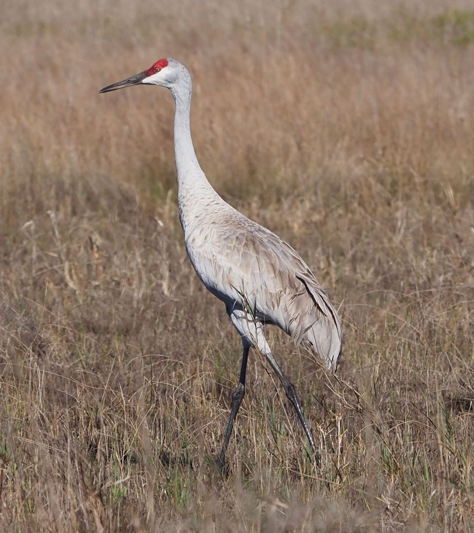 Sandhill Crane in Lassen Volcanic National Park
