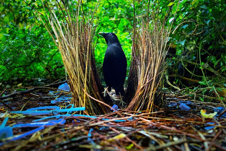 Satin Bowerbird in Royal National Park
