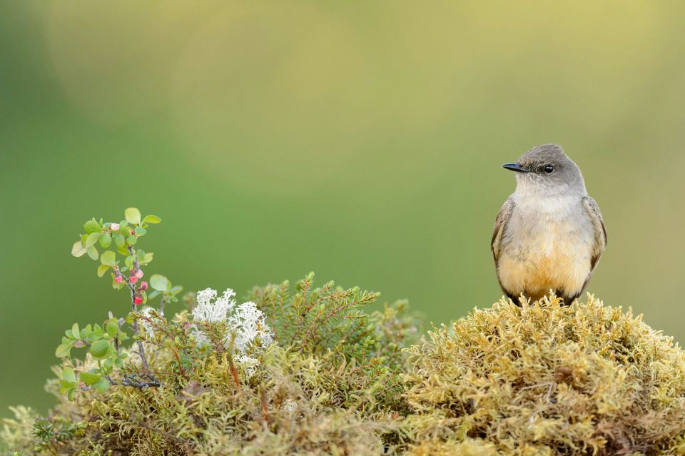 Say's Phoebe wildlife guide for White Sands National Park
