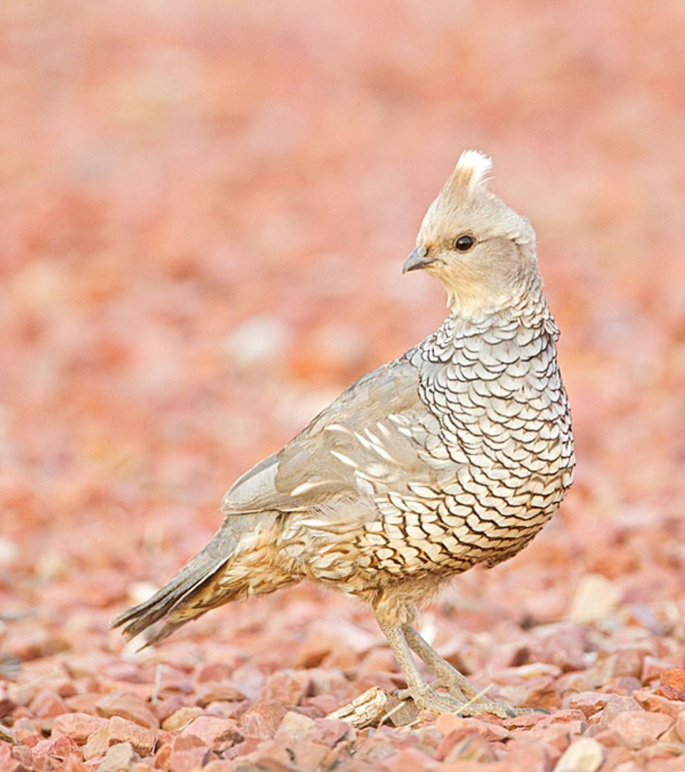 Scaled Quail wildlife guide for Big Bend National Park