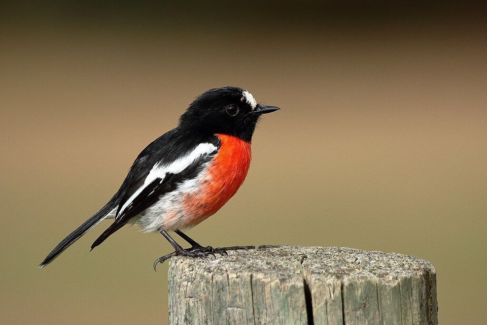 Scarlet Robin wildlife guide for Freycinet National Park