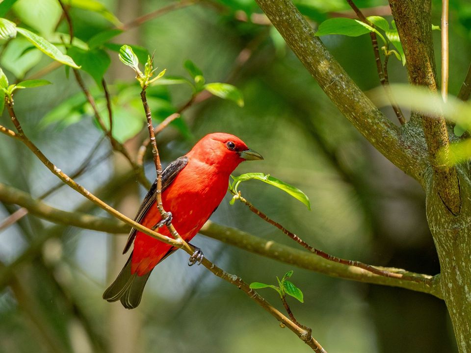 Scarlet Tanager in Mammoth Cave National Park