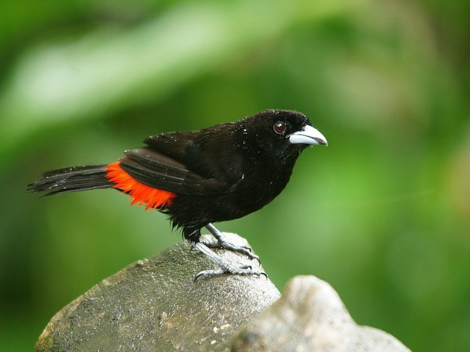 Scarlet-rumped Tanager in Manuel Antonio National Park