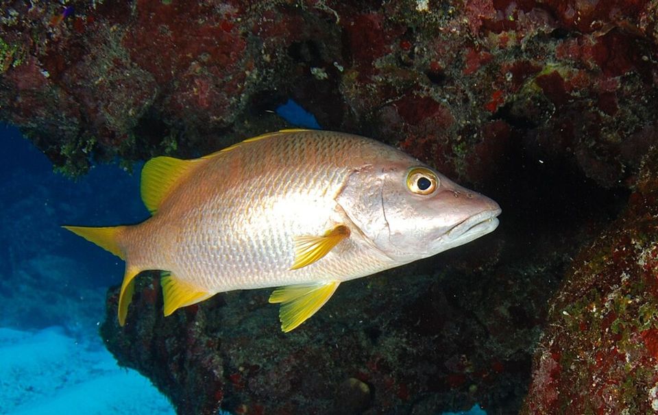 Schoolmaster Snapper wildlife guide for Biscayne National Park