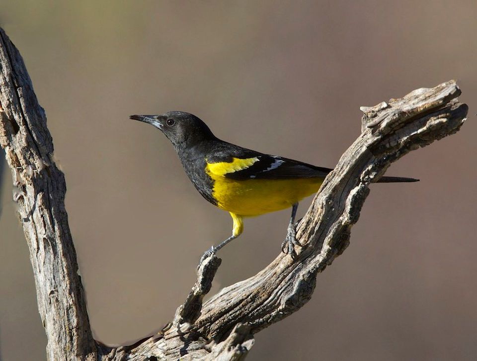 Scott's Oriole wildlife guide for Carlsbad Caverns National Park