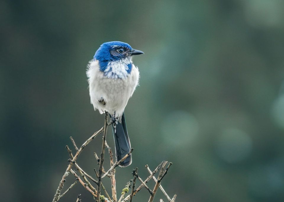 Scrub-Jay in Pinnacles National Park