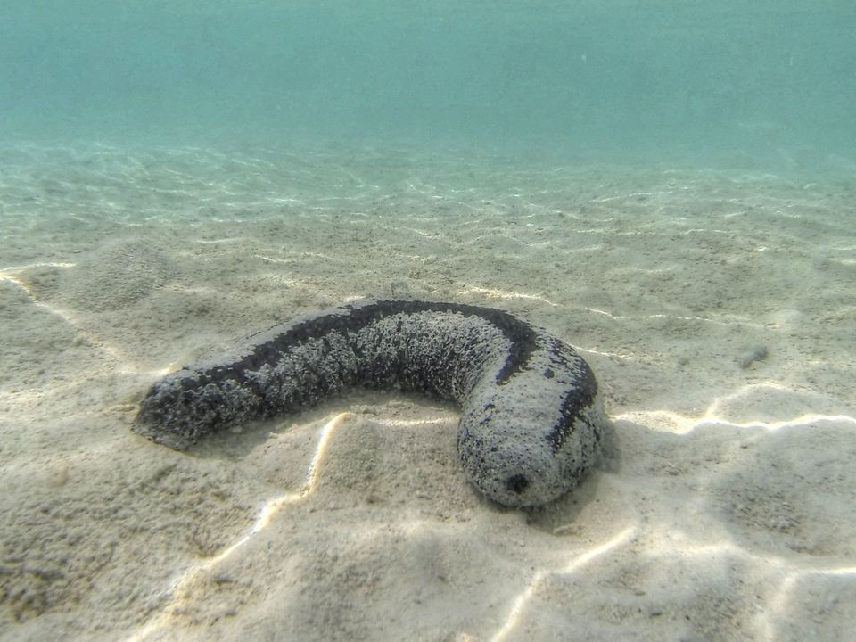 Sea Cucumber in Red Road (Kapoho–Kalapana Road), Hawaii