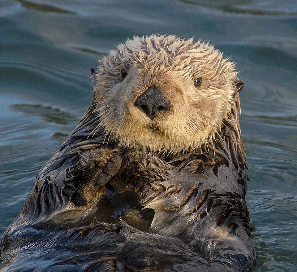 Sea Otter wildlife guide for Olympic National Park