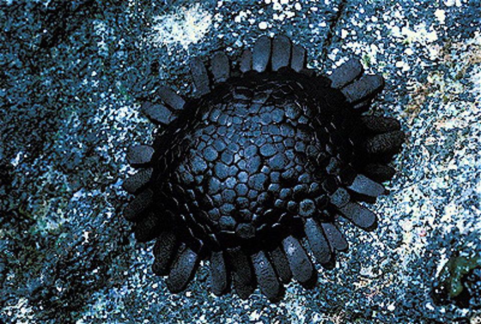 Shingle Urchin in Red Road (Kapoho–Kalapana Road), Hawaii