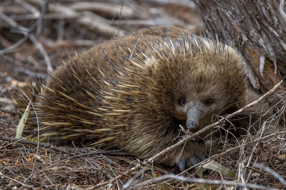 Short-beaked Echidna wildlife guide for Blue Mountains National Park