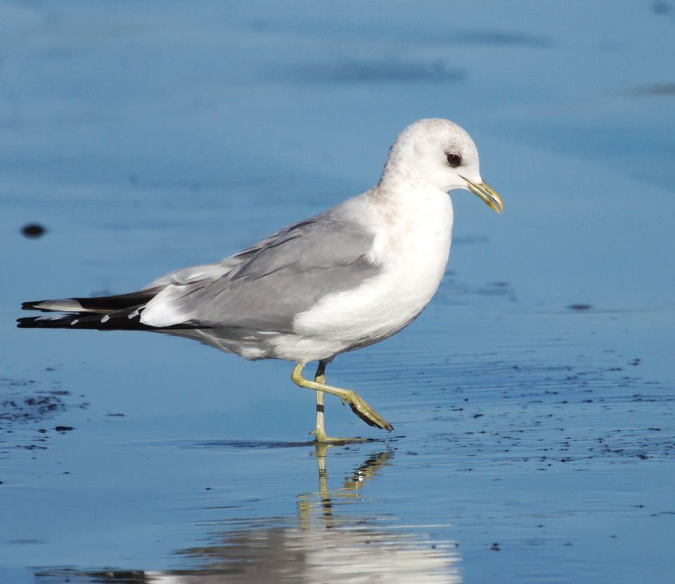 Short-billed Gull in Katmai National Park