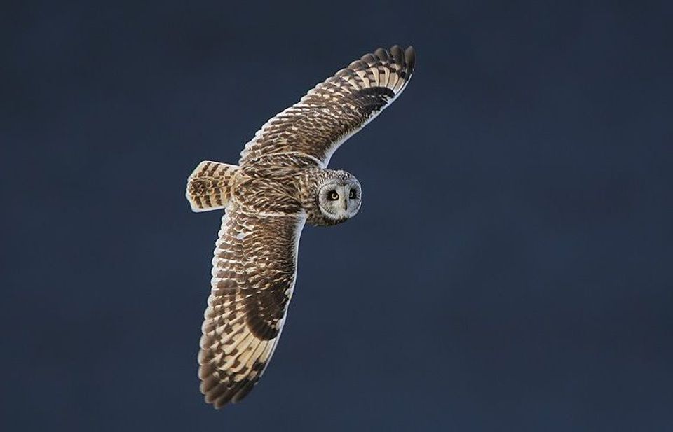 Short-eared Owl