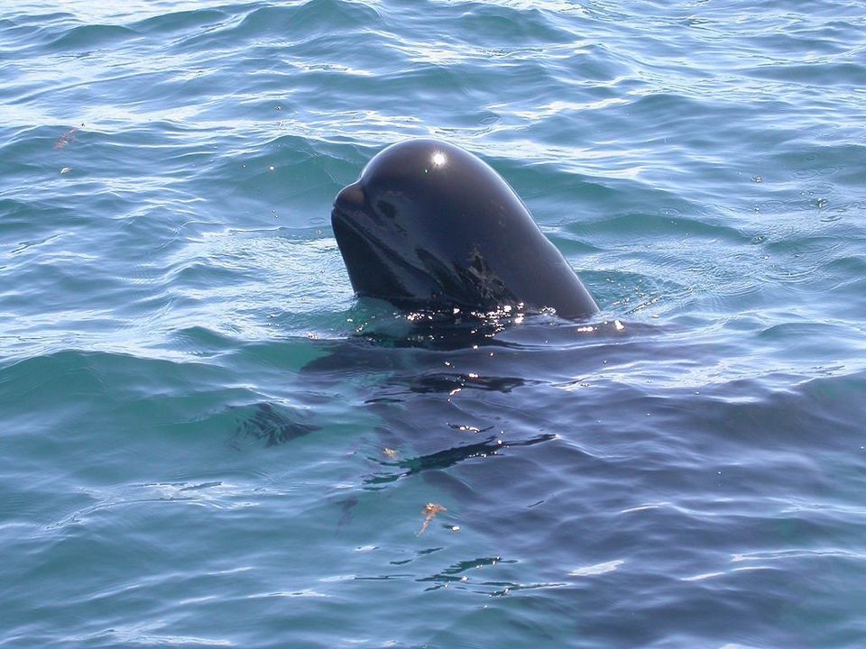 Short-finned Pilot Whale in Teide National Park