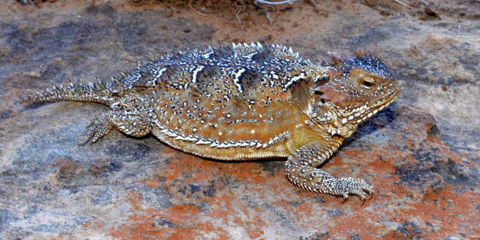 Short-horned Lizard in Bryce Canyon National Park