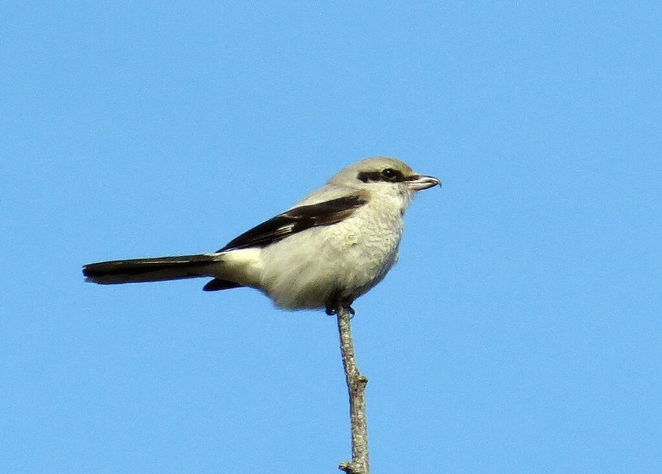 Shrike in White Sands National Park