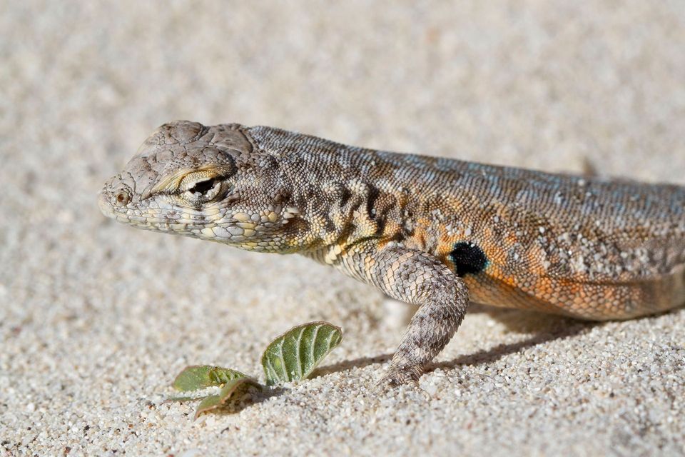 Side-blotched Lizard in Red Rock State Park