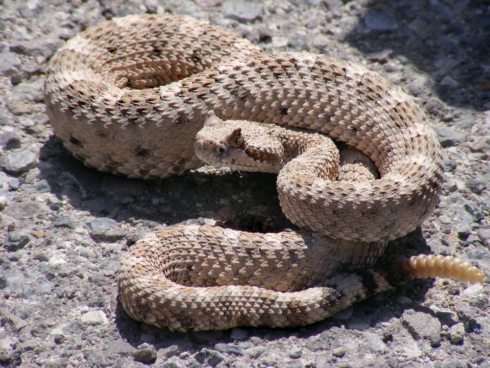 Sidewinder in Valley of Fire State Park