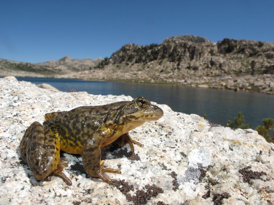 Sierra Nevada Yellow-legged Frog in Yosemite National Park