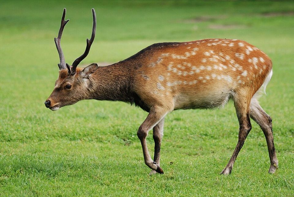 Sika Deer in Killarney National Park