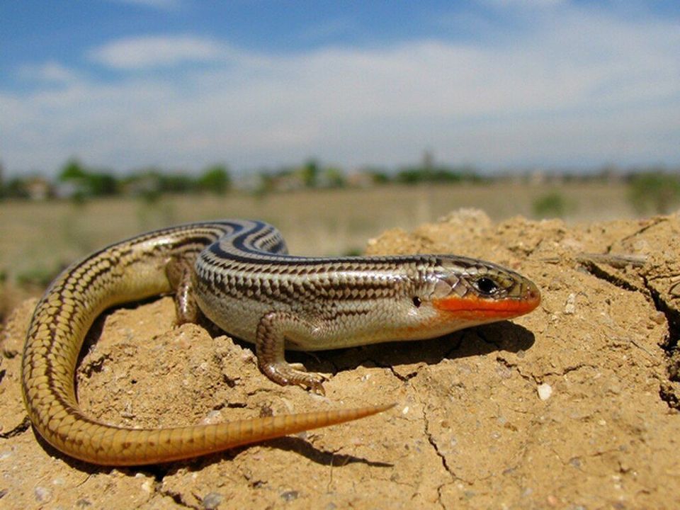 Skink wildlife guide for Great Basin National Park