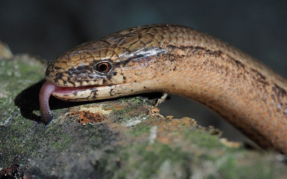 Slow-worm in Plitvice Lakes National Park