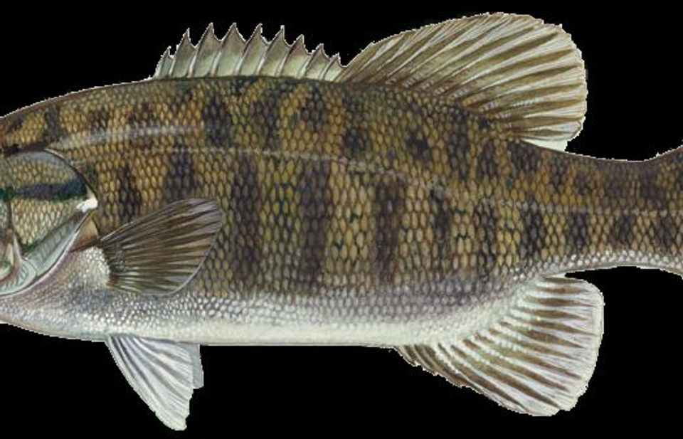 Smallmouth Bass in Lake George NY