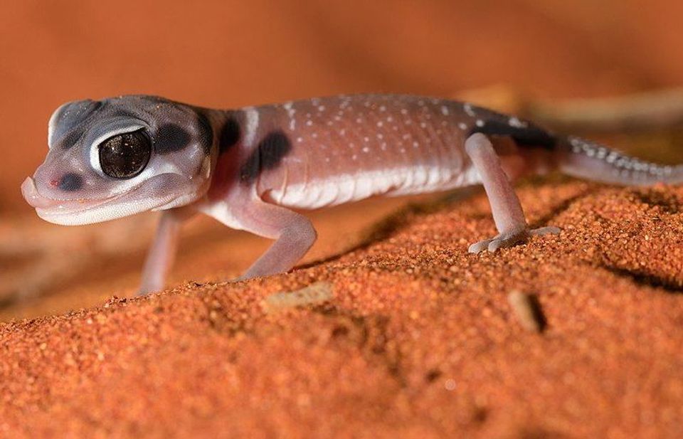 Smooth Knob-tailed Gecko wildlife guide for Uluru-Kata Tjuta National Park