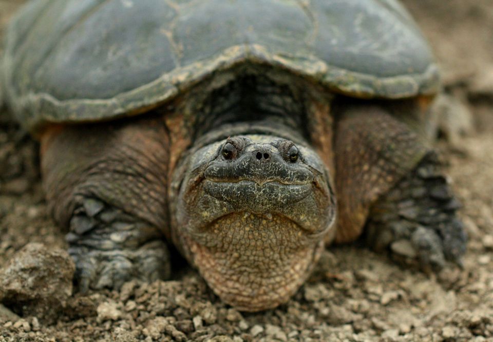 Snapping Turtle wildlife guide for Acadia National Park