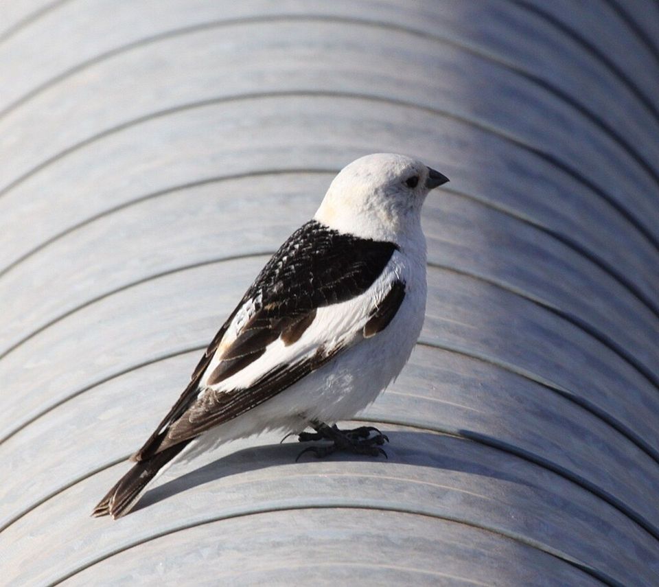 Snow Bunting in Cairngorms National Park