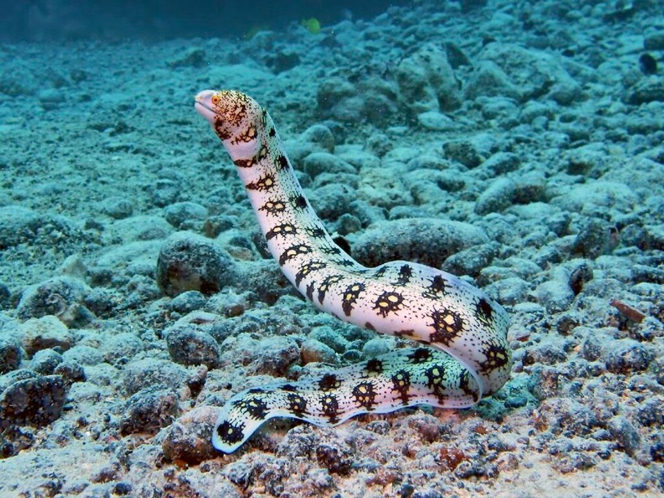 Snowflake Moray wildlife guide for West Maui Scenic Drive