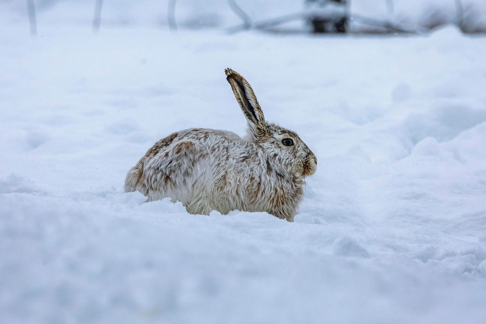 Snowshoe Hare in Algonquin Provincial Park