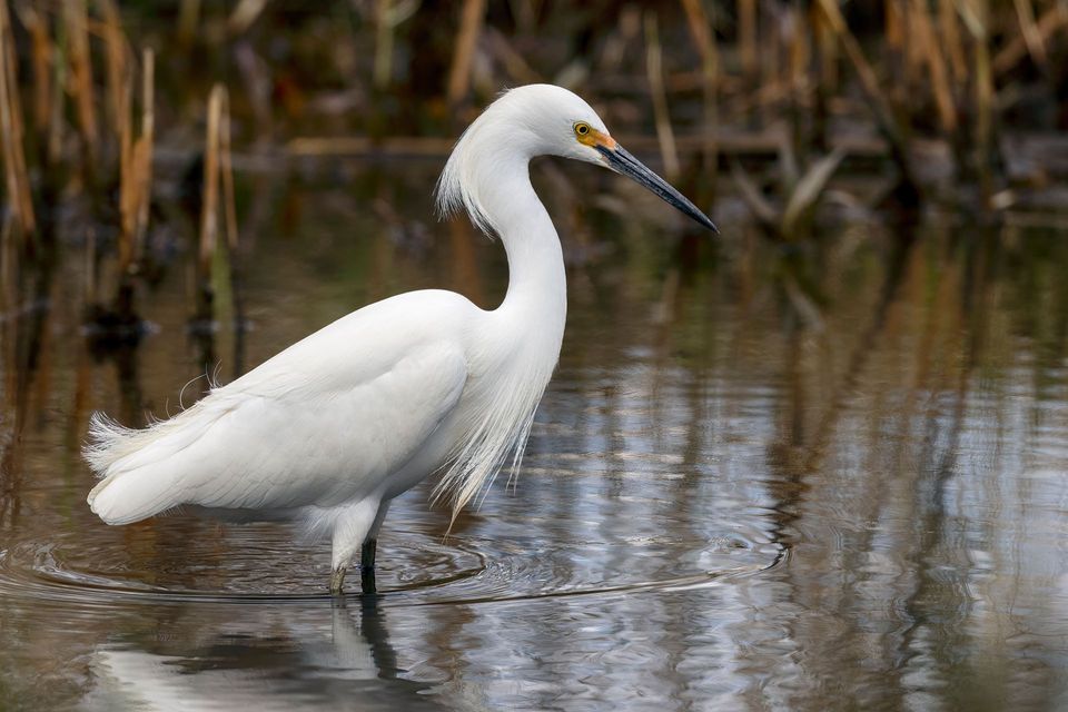 Snowy Egret wildlife guide for Cape Cod National Seashore