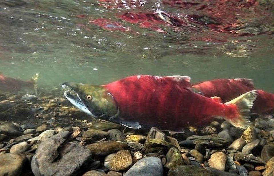 Sockeye Salmon in Katmai National Park