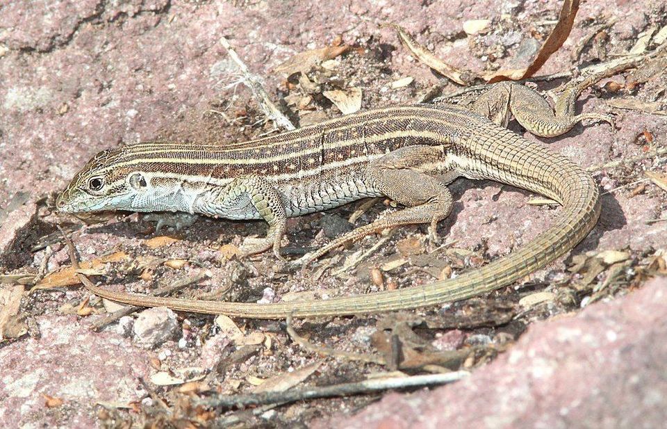 Sonoran Spotted Whiptail in Red Rock State Park