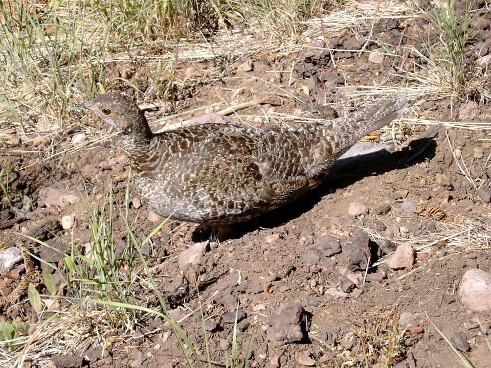 Sooty Grouse in North Cascades National Park