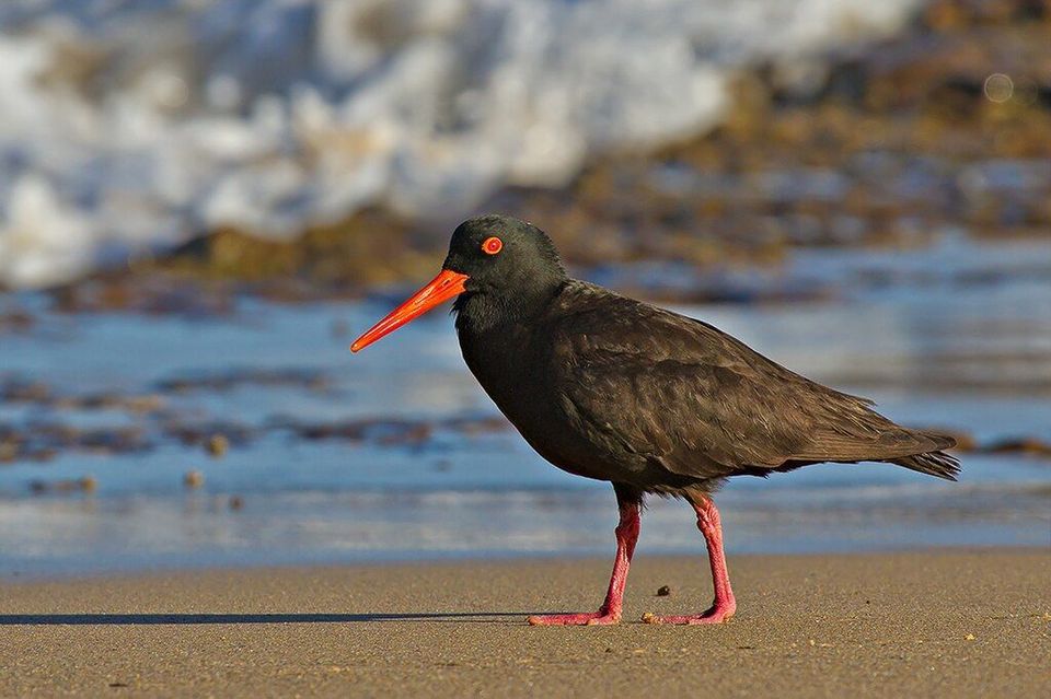 Sooty Oystercatcher in Freycinet National Park