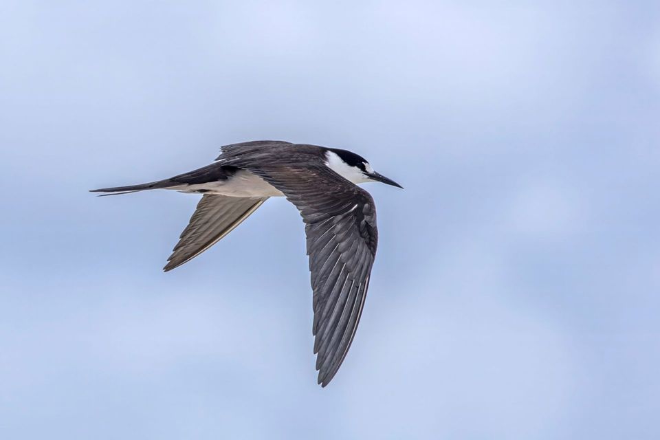 Sooty Tern in Dry Tortugas National Park
