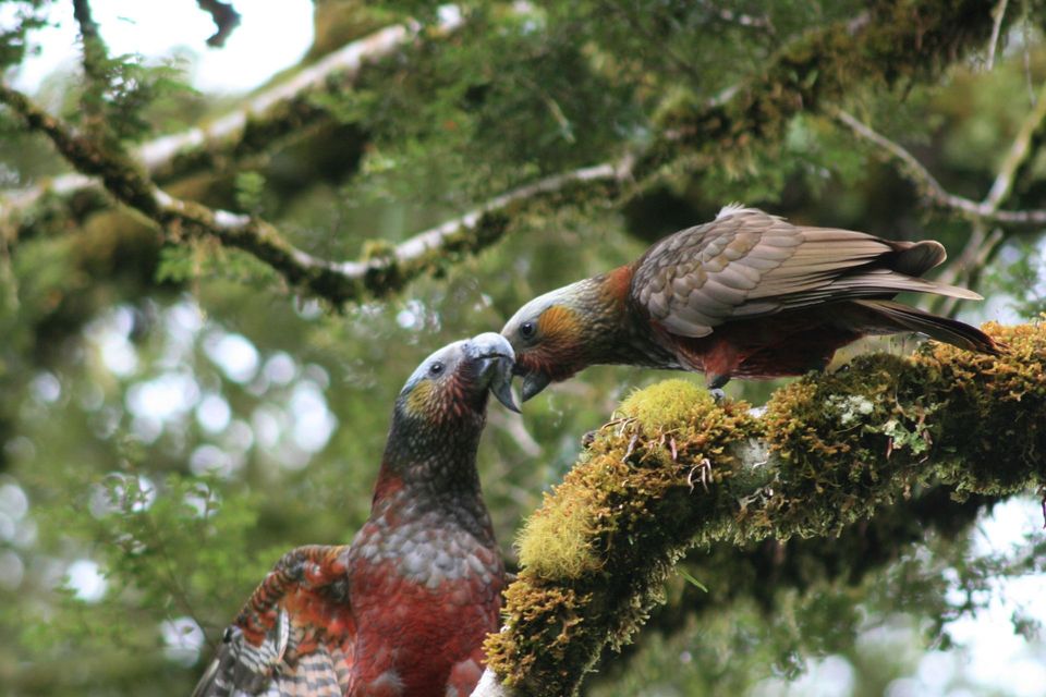 South Island Kākā in Abel Tasman National Park