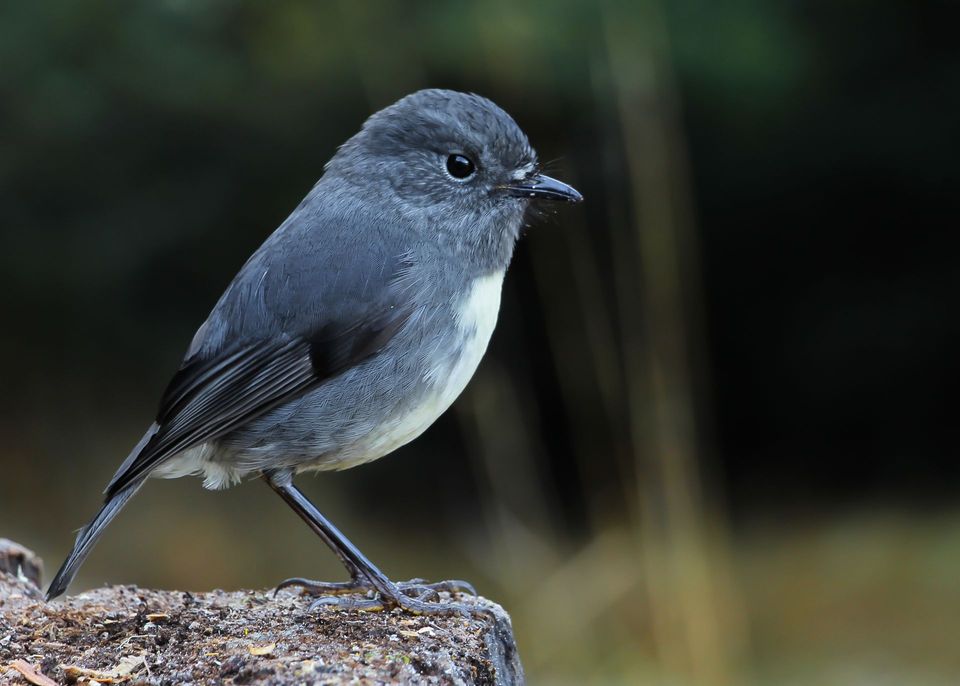 South Island Robin in Nelson Lakes National Park