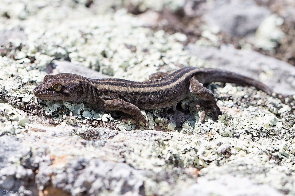 Southern Alps Gecko in Aoraki / Mount Cook National Park