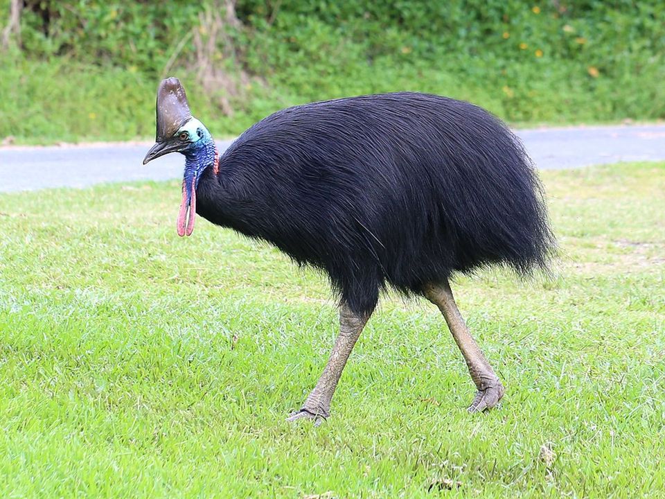 Southern Cassowary in Daintree National Park