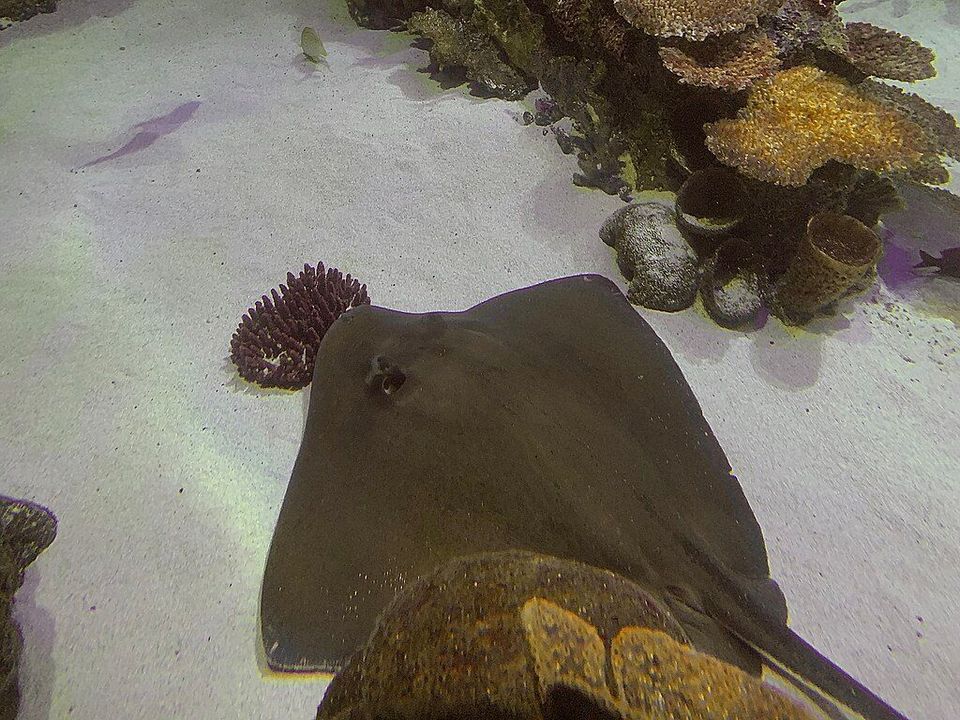 Southern Stingray wildlife guide for Virgin Islands National Park