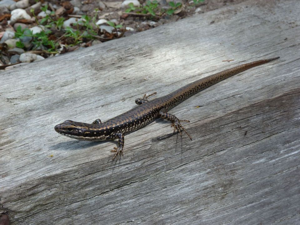 Southern Water Skink