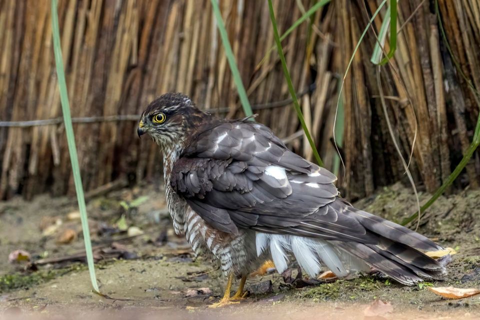 Sparrowhawk in Cairngorms National Park