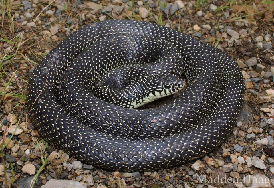 Speckled Kingsnake in Hot Springs National Park
